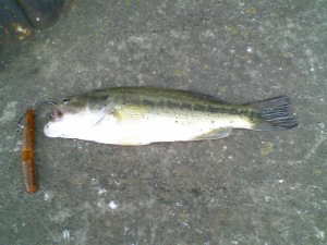 バス釣り 釣果 花畑運河 杭周り
